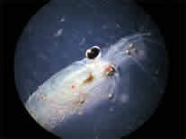 Microscope image close-up of a euphausiid.